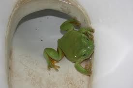 green frog 6