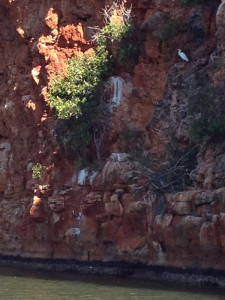 Heron Yardie Creek 1765