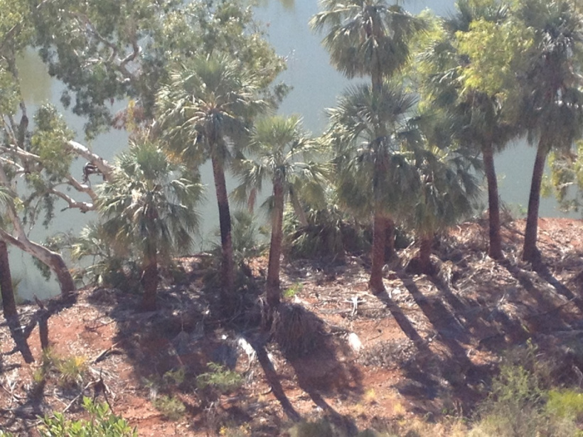 Millstream Palms at Deep Reach