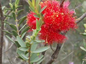 Callistemon