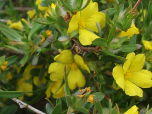 Hibbertia