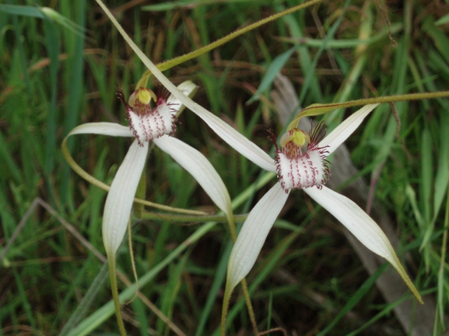 Spider Orchids Lake Indoon