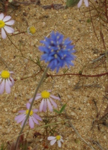 Australian Cornflower