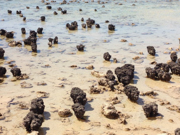 Stromatolites
