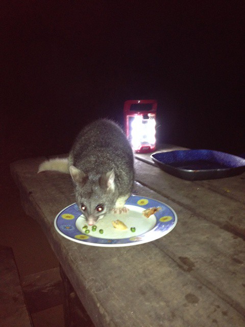 Possum at Chapman Pool