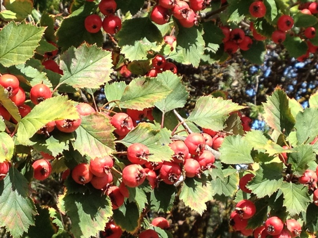Look at the size of the Hawthorne berries