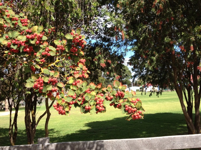 Petticoat Lane, Penola,