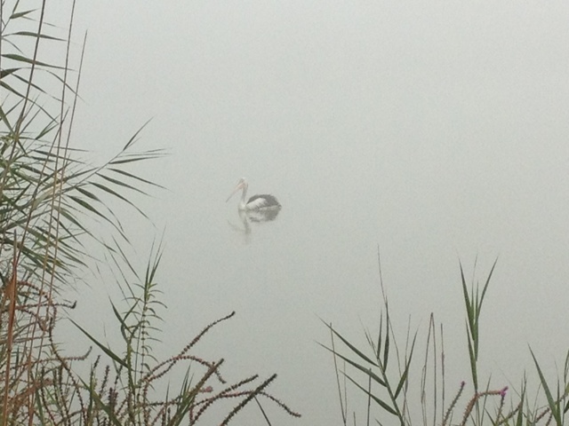 Walker Flat Boat Ramp Reserve, South Australia