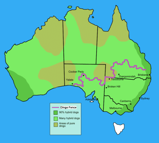 Dingo_fence_in_Australia[5]