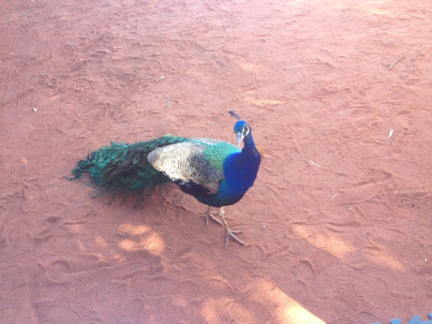 Peacock
