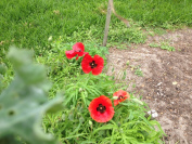 IMG_5584Community garden
