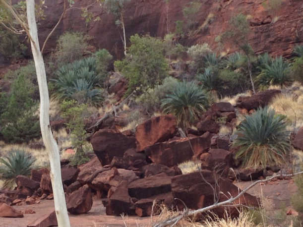 Palm Valley, Northern Territory