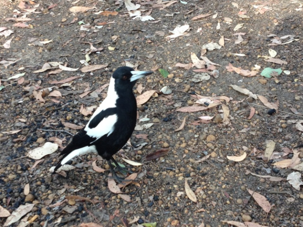 Lake Brockman, Western Australia
