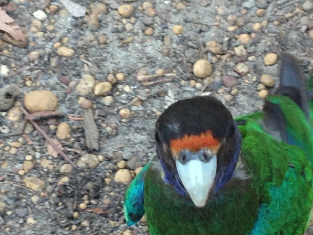 Lake Brockman, Western Australia