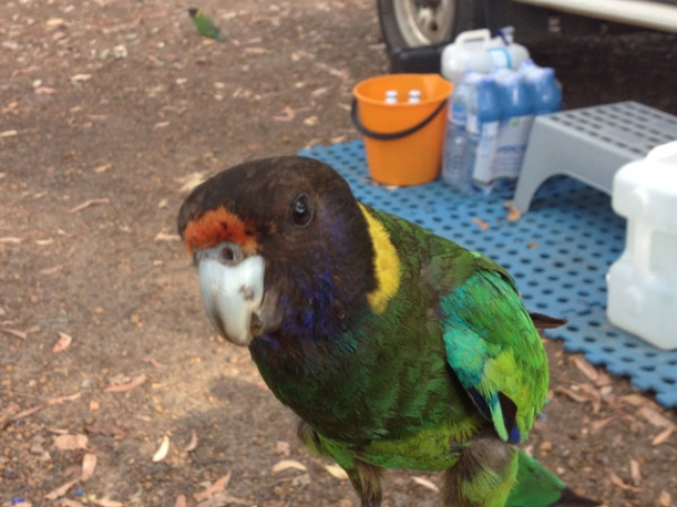 Lake Brockman Tourist Park