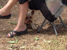 Solos Rally, Forbes New South Wales