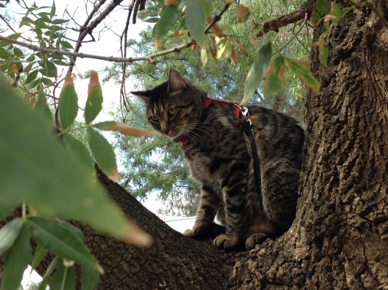 Solos Rally, Forbes New South Wales