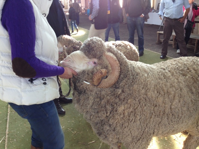 IMG_6592Campbell Town Show