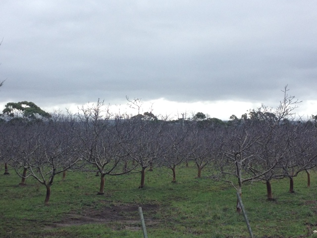 Walnut Trees