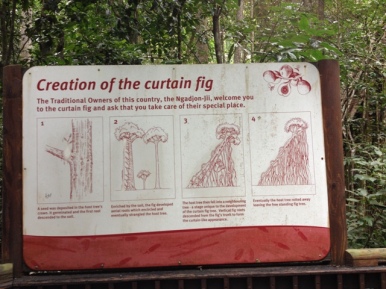 Curtain Fig Tree, Yungaburra, Queensland