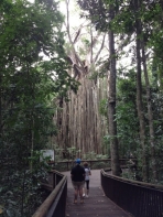 Curtain Fig Tree, Yungaburra, Queensland