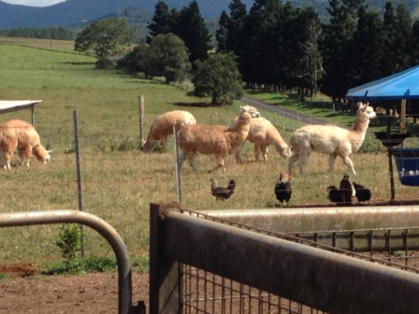 Gallo Dairyland, Atherton