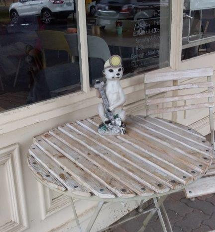 Meerkat at Henry & Rose Cafe, Keith