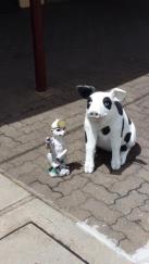 A pig in Minyip, Victoria