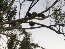 Guinea Fowl roosting