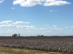Cotton fields at Jimbour, Queensland